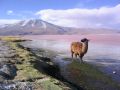 Llama en la laguna Colorada Potos   Bolivia