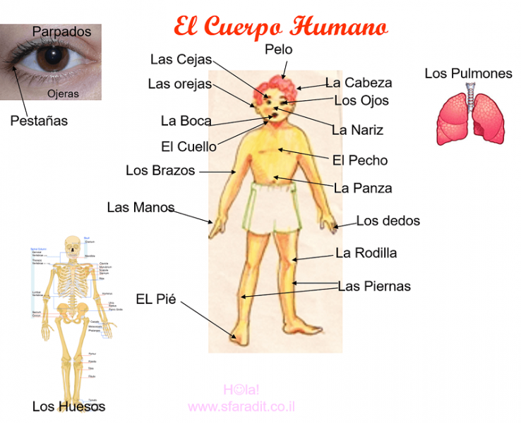 Las Partes Del Cuerpo